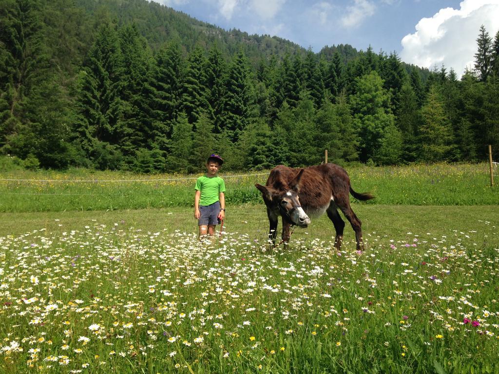 Orizzonti Montani Appartement Pieve di Cadore Buitenkant foto